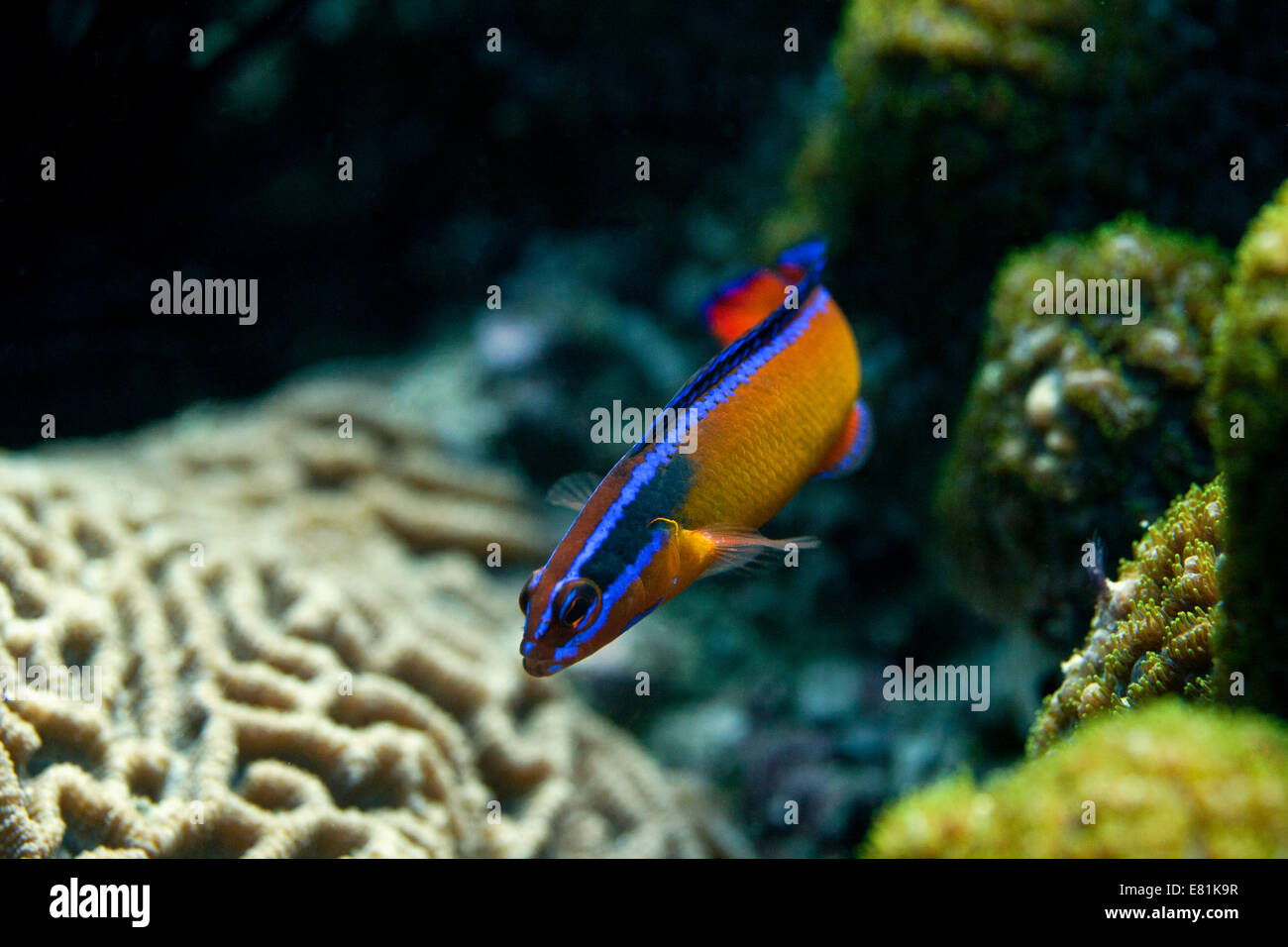 Neon Dottyback (Pseudochromis aldabraensis), blenny, Gulf of Oman, Oman Stock Photo