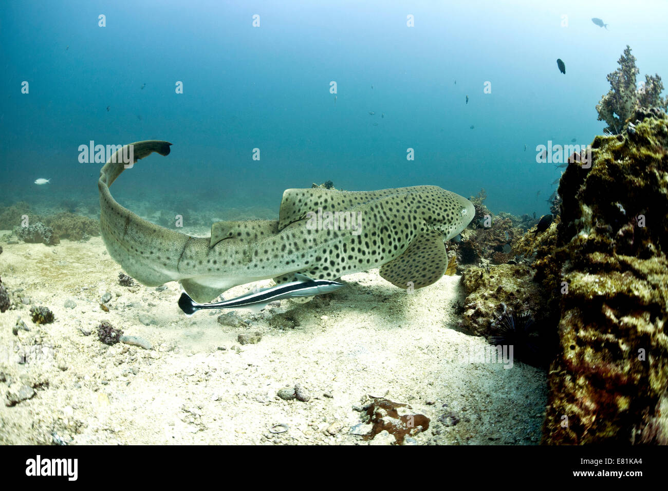 Leopard Shark (Triakis semifasciata), Gulf of Oman, Oman Stock Photo
