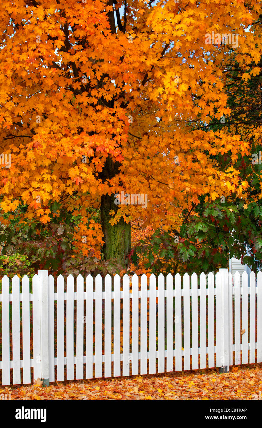 White picket fence and tree in autumn, Iron Hill, Eastern Townships, Quebec, Canada Stock Photo