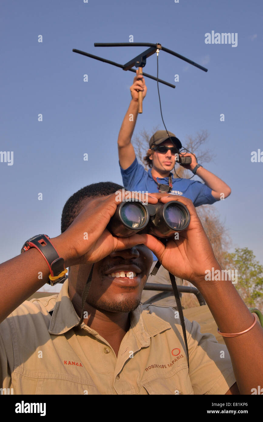 Using telemetry devices to track big cats, Nsefu Sector, South Luangwa National Park, Zambia Stock Photo