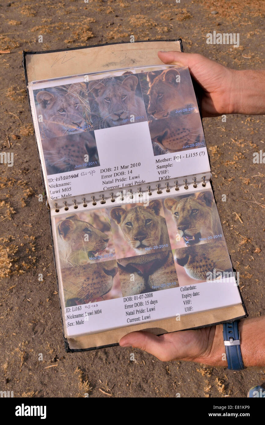 Classification guide from the Zambian Carnivore Programme, ZCP, for the lions of the Nsefu Sector, South Luangwa National Park Stock Photo