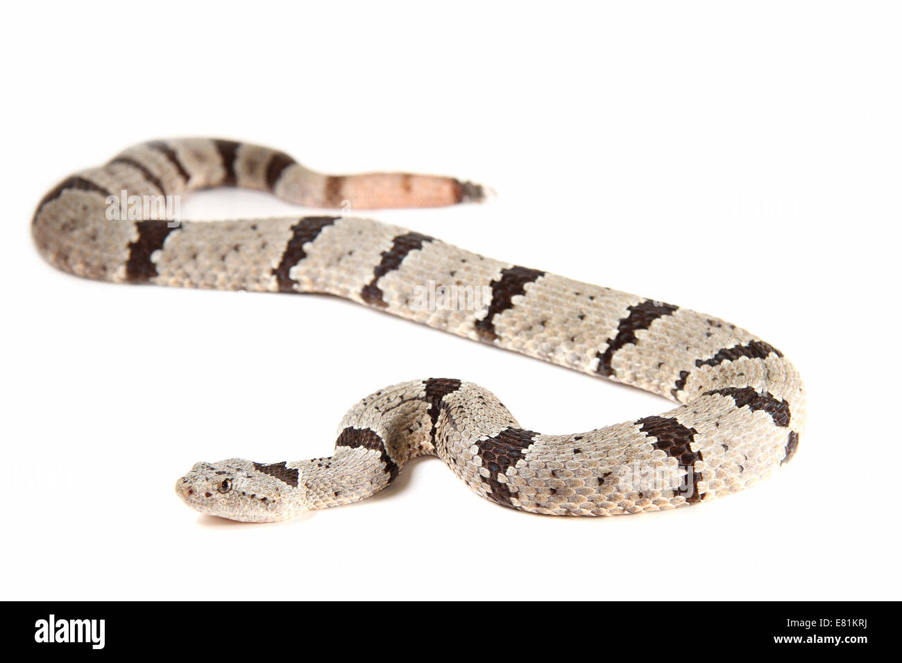 Rock Rattlesnake (Crotalus lepidus) Stock Photo