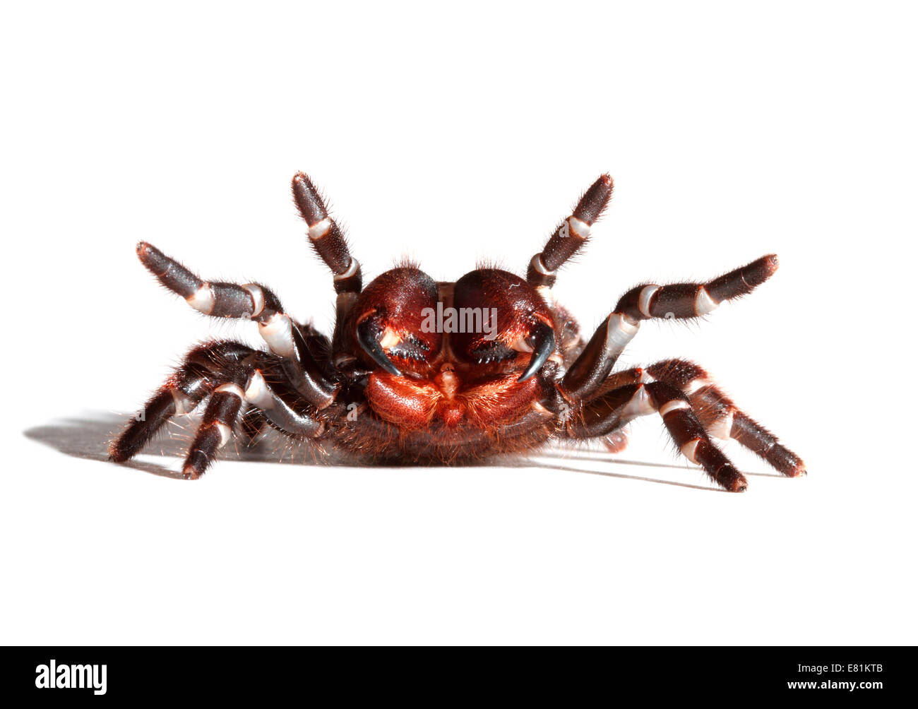 Sydney Funnel-web Spider (Atrax robustus) Stock Photo