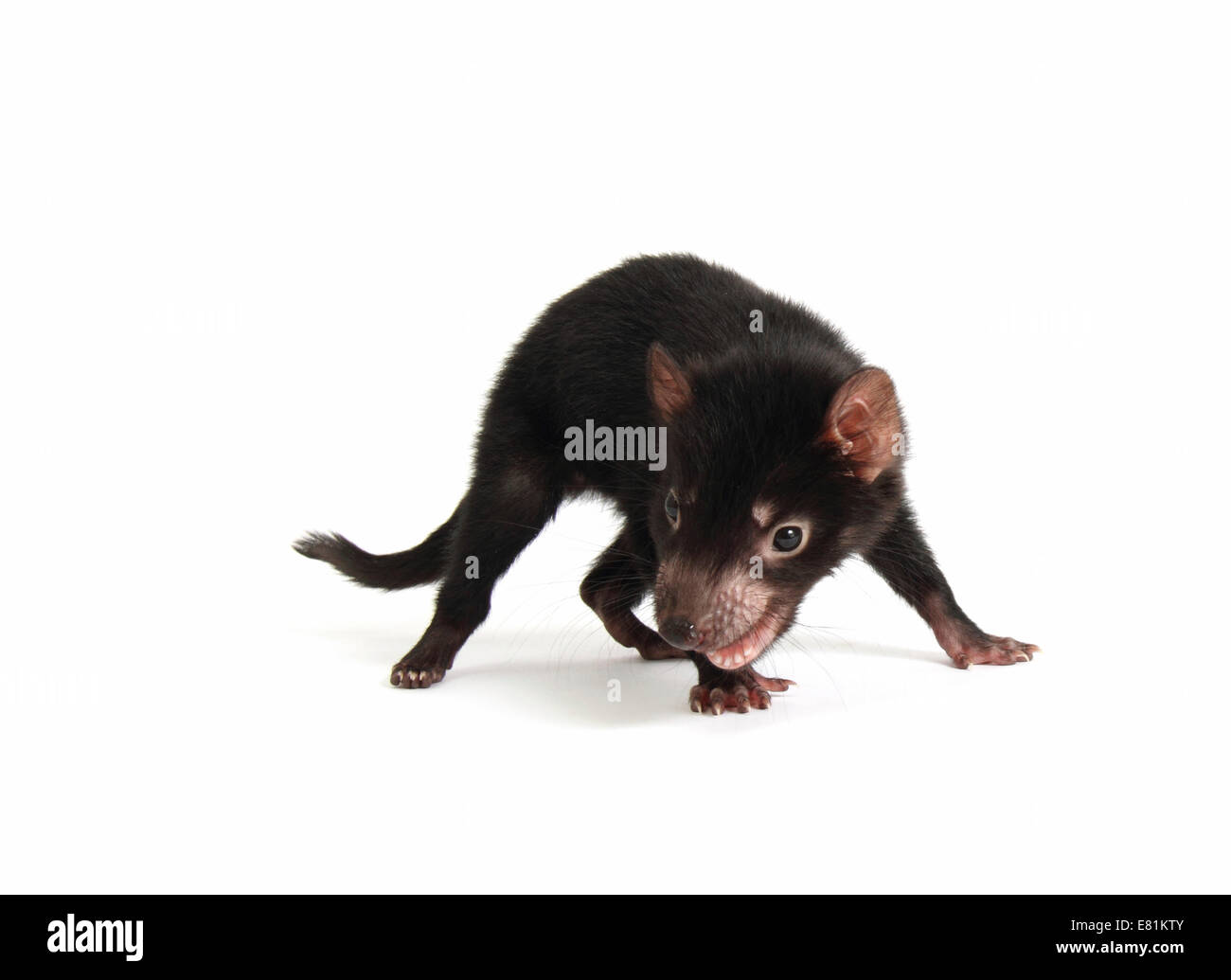 Tasmanian Devil (Sarcophilus harrisii), joey Stock Photo