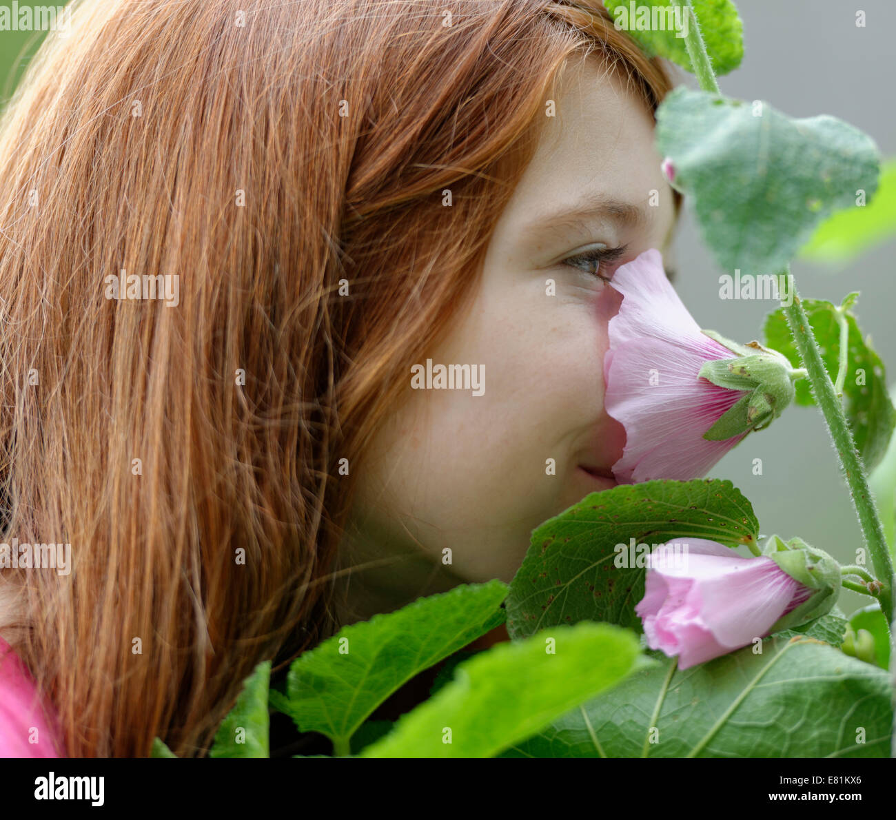 Girl smelling a Hollyhock (Alcea rosea) Stock Photo