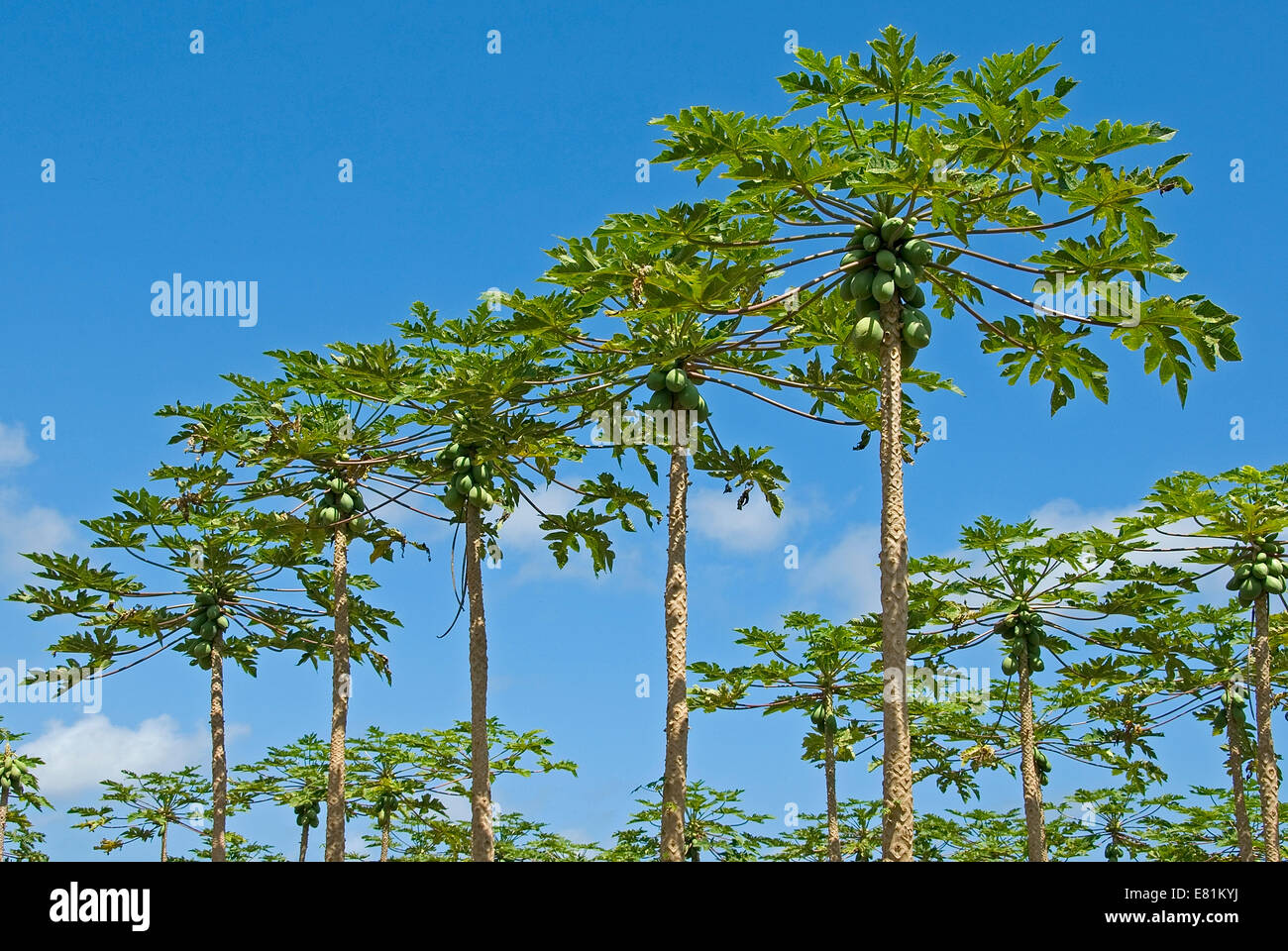 Papaya Tree Hawaii High Resolution Stock Photography and Images Alamy