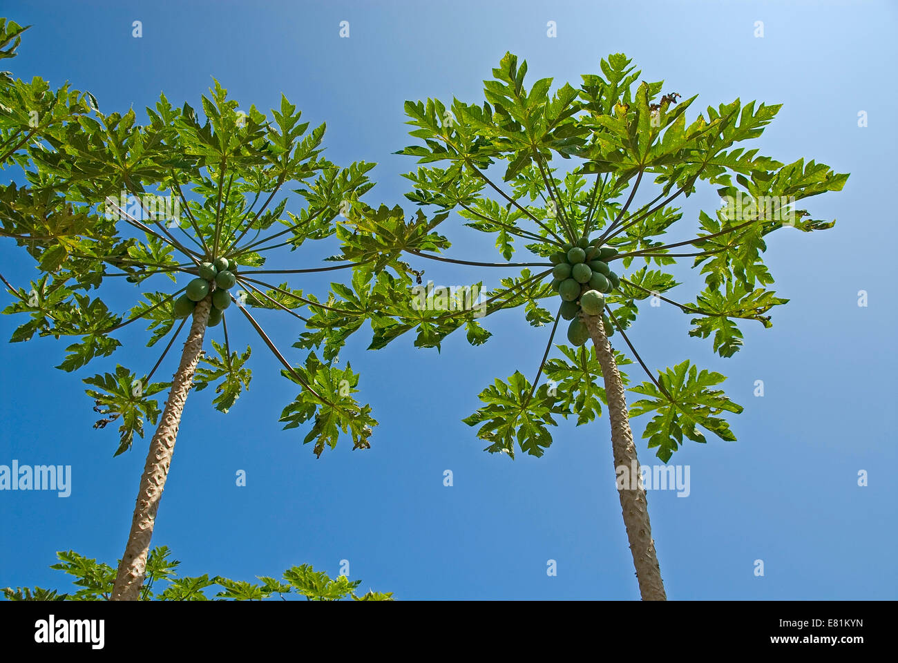 Papaya trees with fruits, Big Island, Hawaii, Polynesia Stock Photo Alamy
