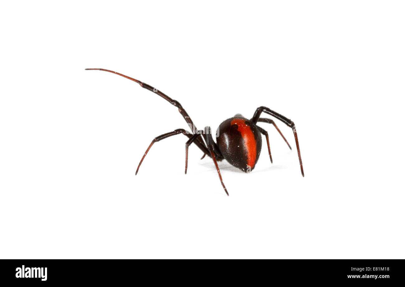 Redback Spider (Latrodectus hasselti Stock Photo Alamy