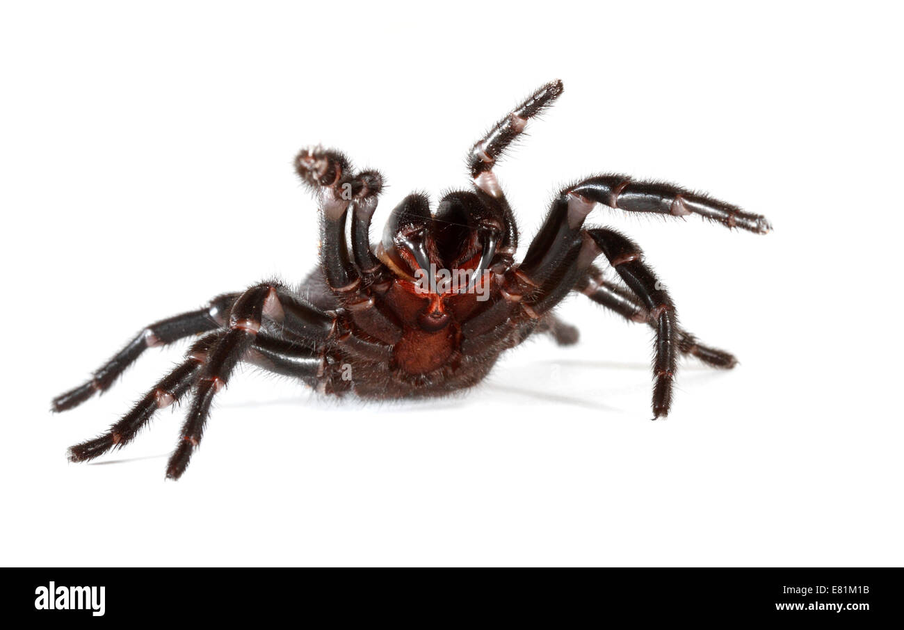 Sydney Funnel-web Spider (Atrax robustus) Stock Photo