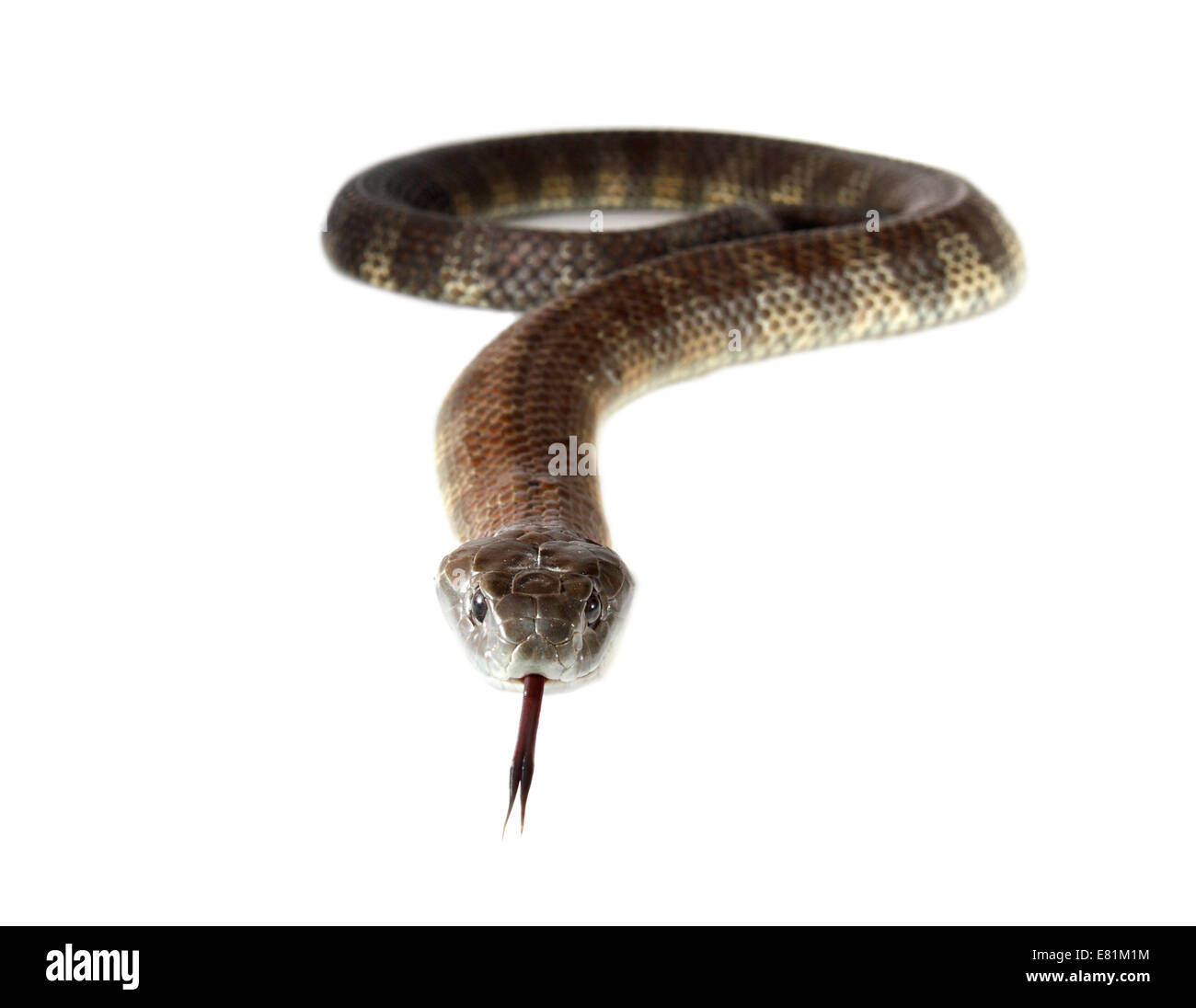 Tiger Snake (Notechis scutatus) Stock Photo