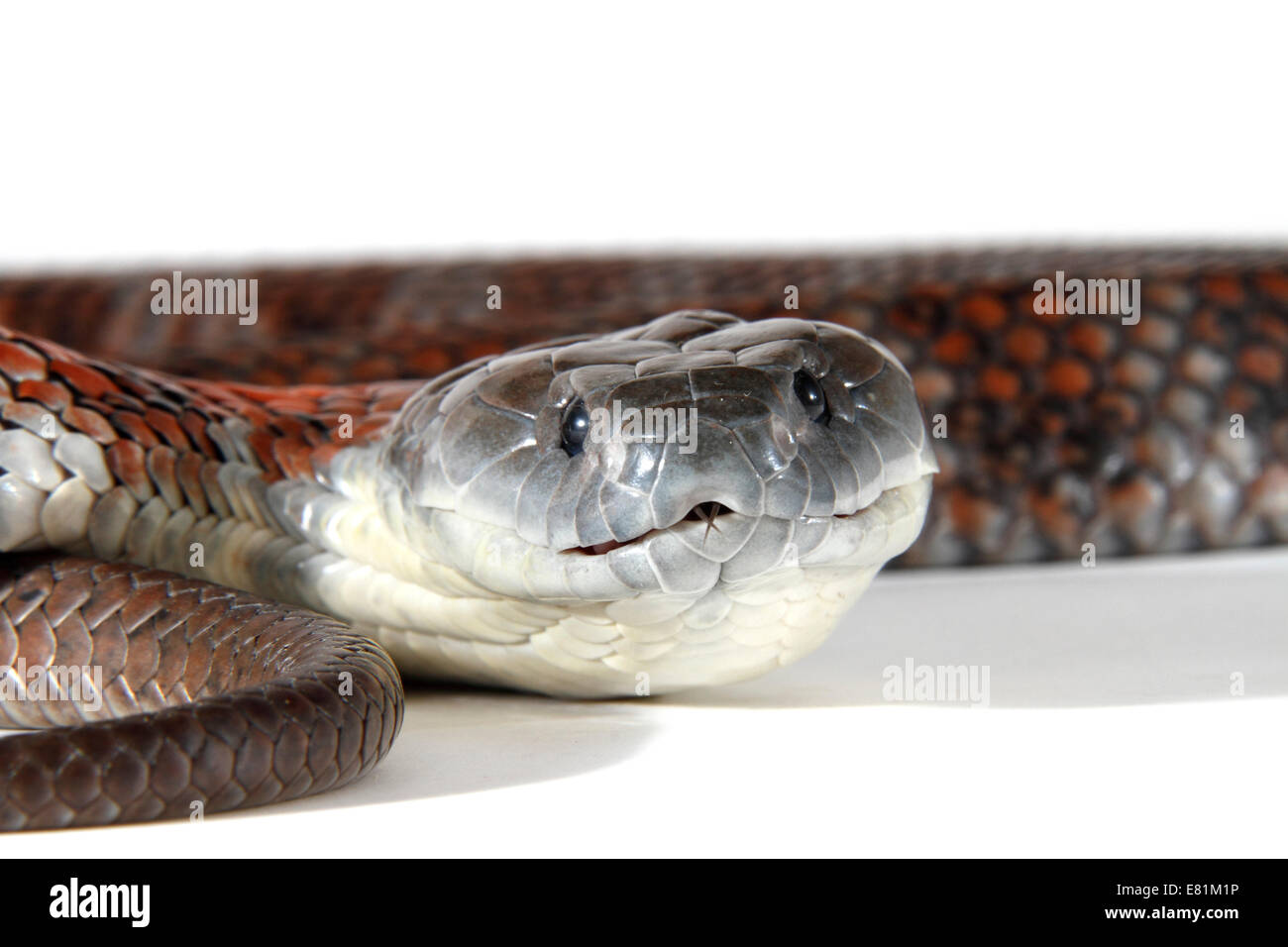 Tiger Snake (Notechis scutatus) Stock Photo