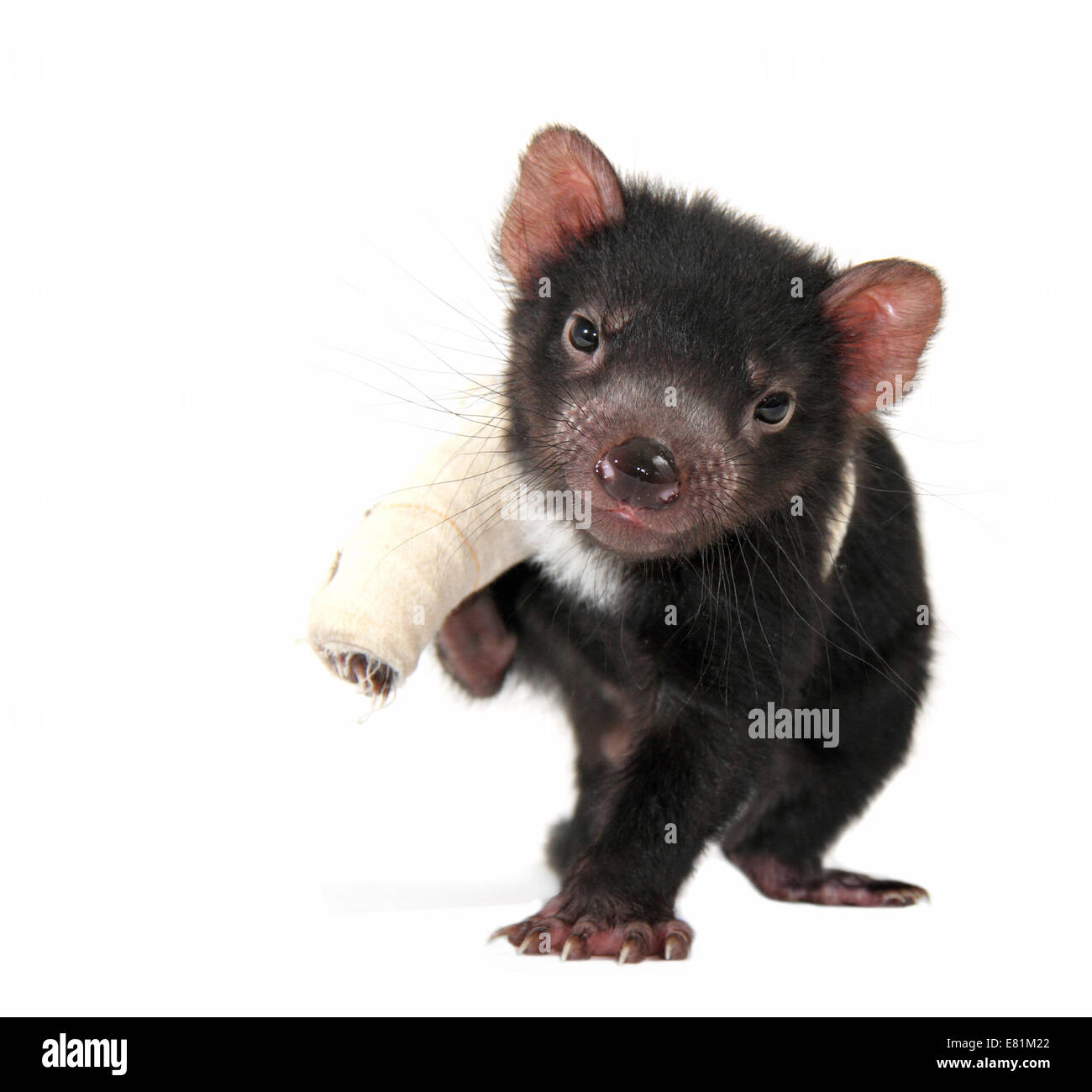 Tasmanian Devil (Sarcophilus harrisii), joey with bandage around injured leg Stock Photo