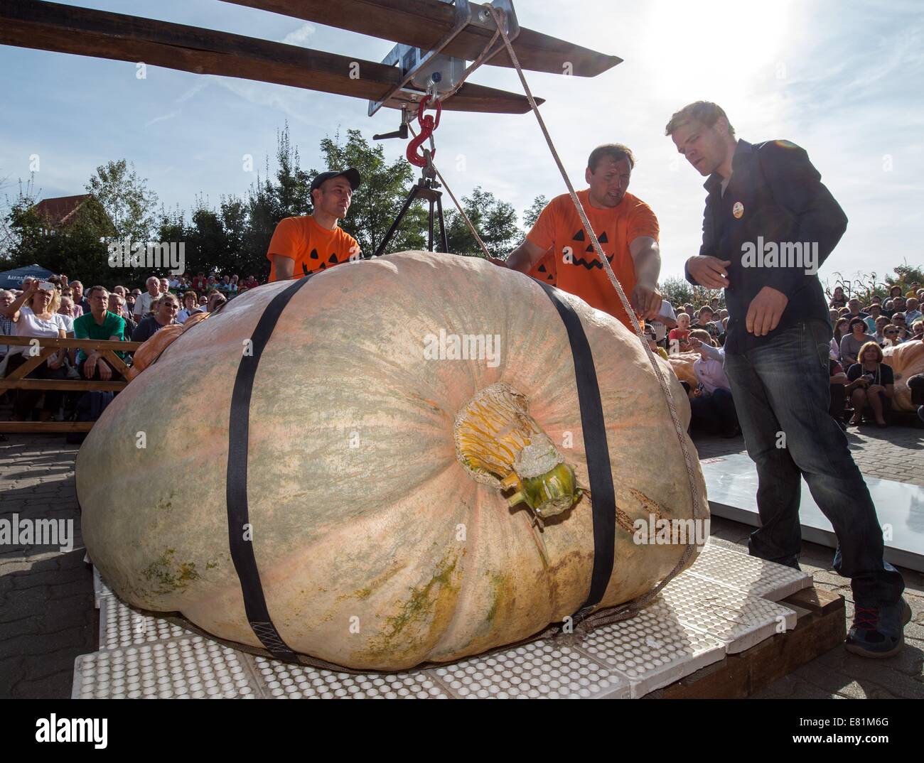 тыква atlantic giant. тыква сорт гигант атлантик. тыква тяжелая. тыква гигантская. тыква атлантик гигант.