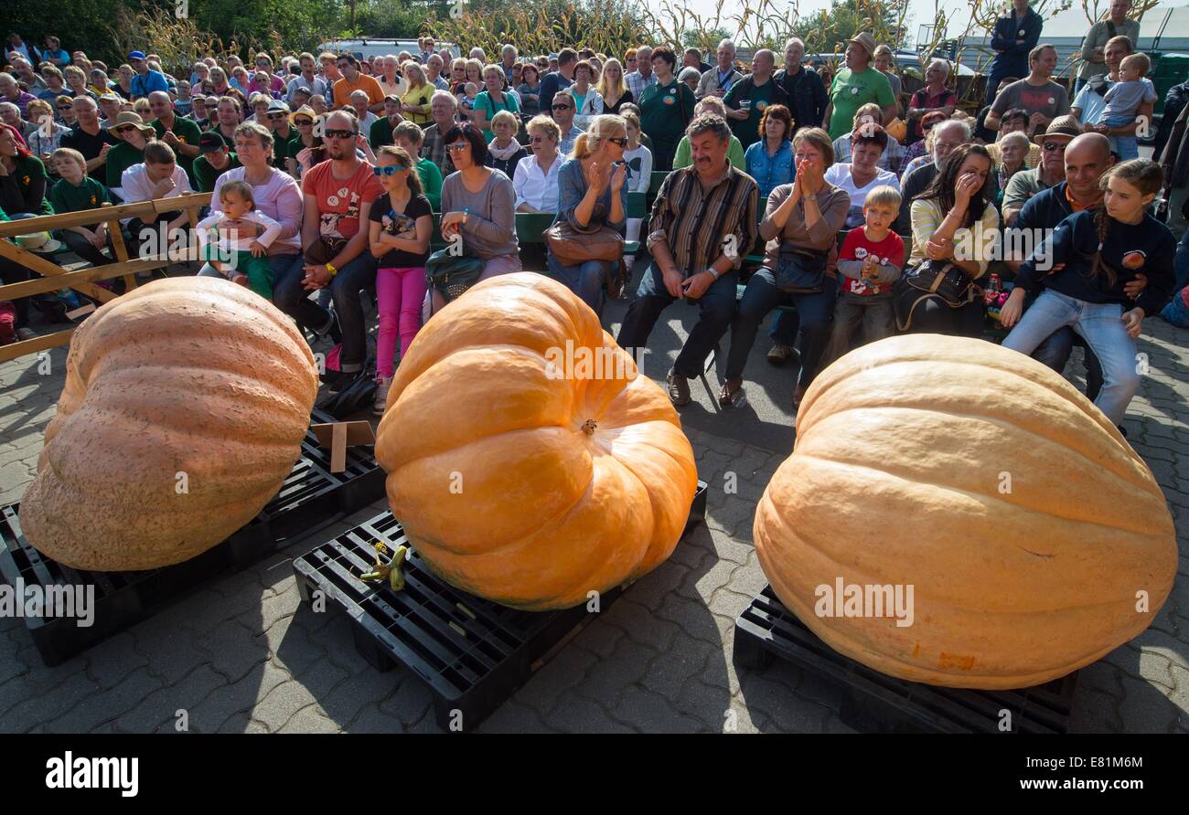 Big pumpkins are pictured at the pumpkin weighing championship in