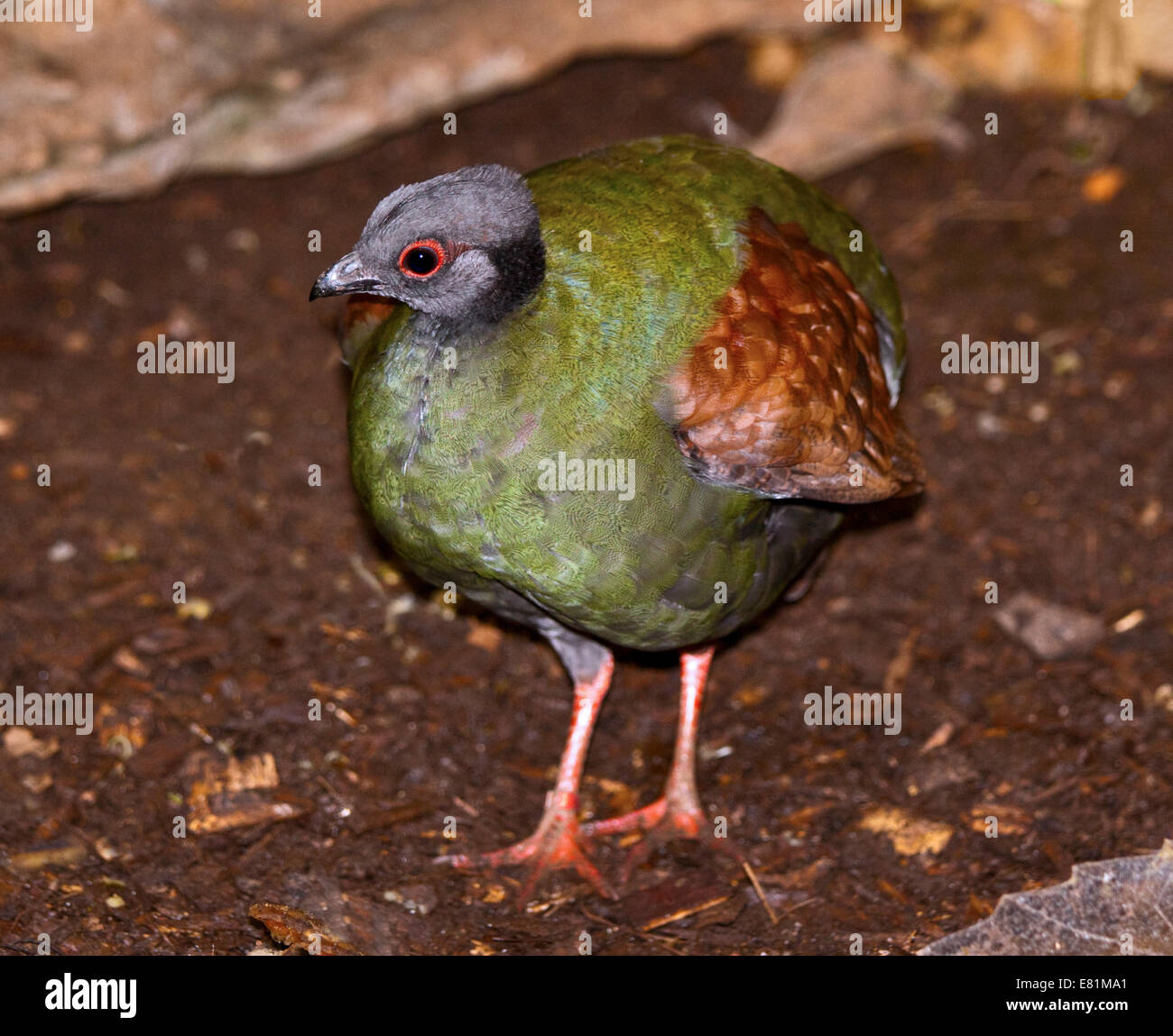 Crested Wood Partridge / Roul Roul Partridge (rollulus rouloul) female