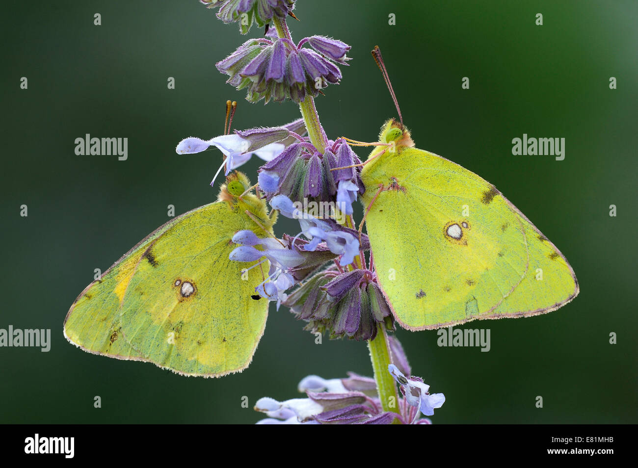Two Pale Clouded Yellows (Colias hyale), Bulgaria Stock Photo