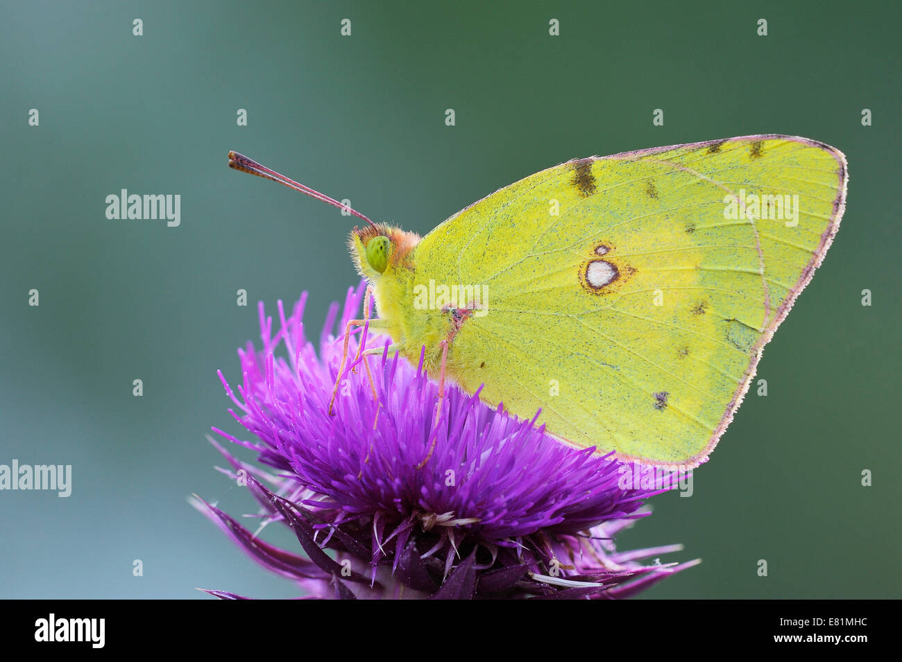 Pale Clouded Yellow (Colias hyale) on a flower, Bulgaria Stock Photo