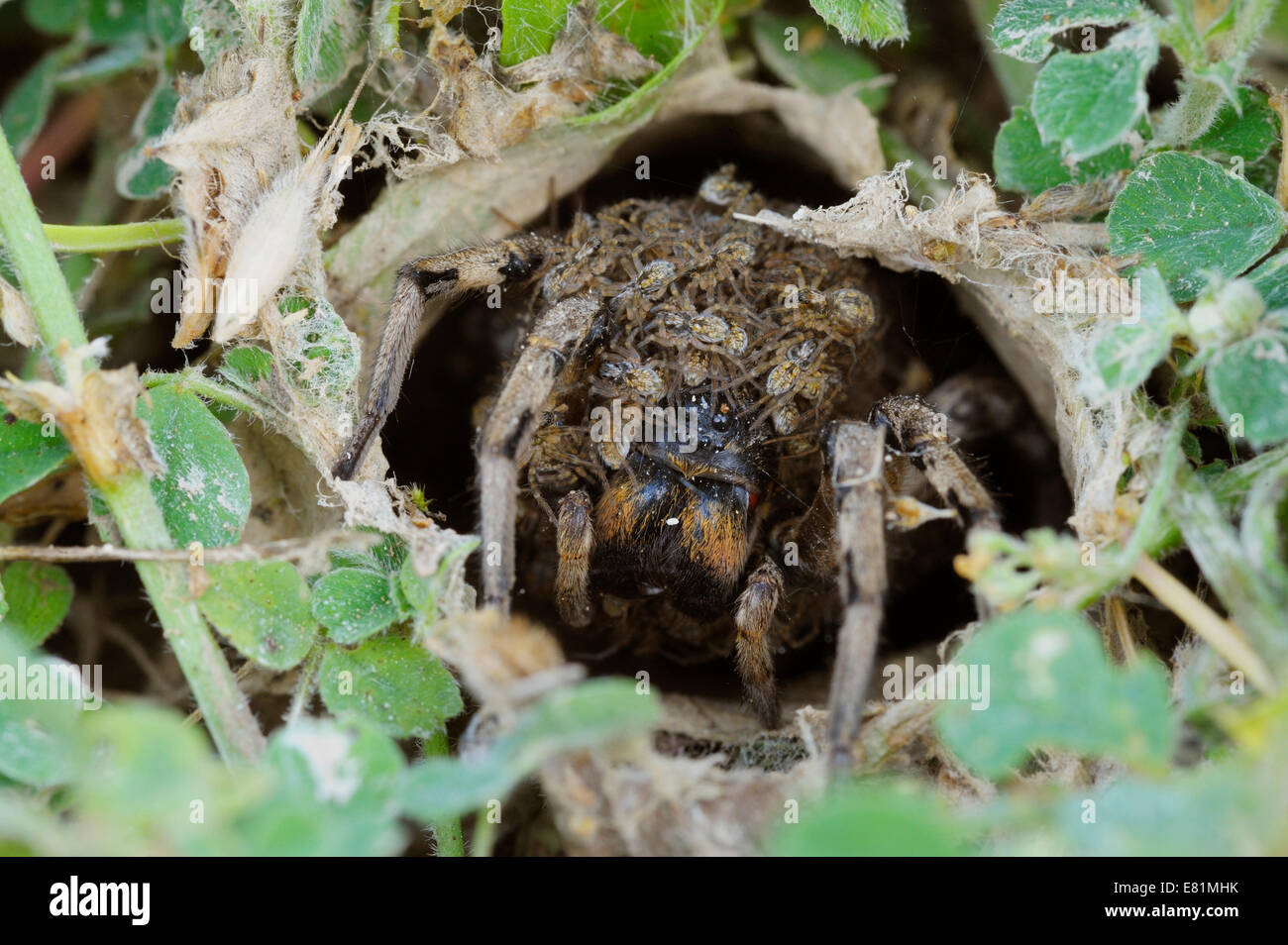 South Russian Tarantula (Lycosa singoriensis) looking out of its hole, spiderlings on the back, Bulgaria Stock Photo