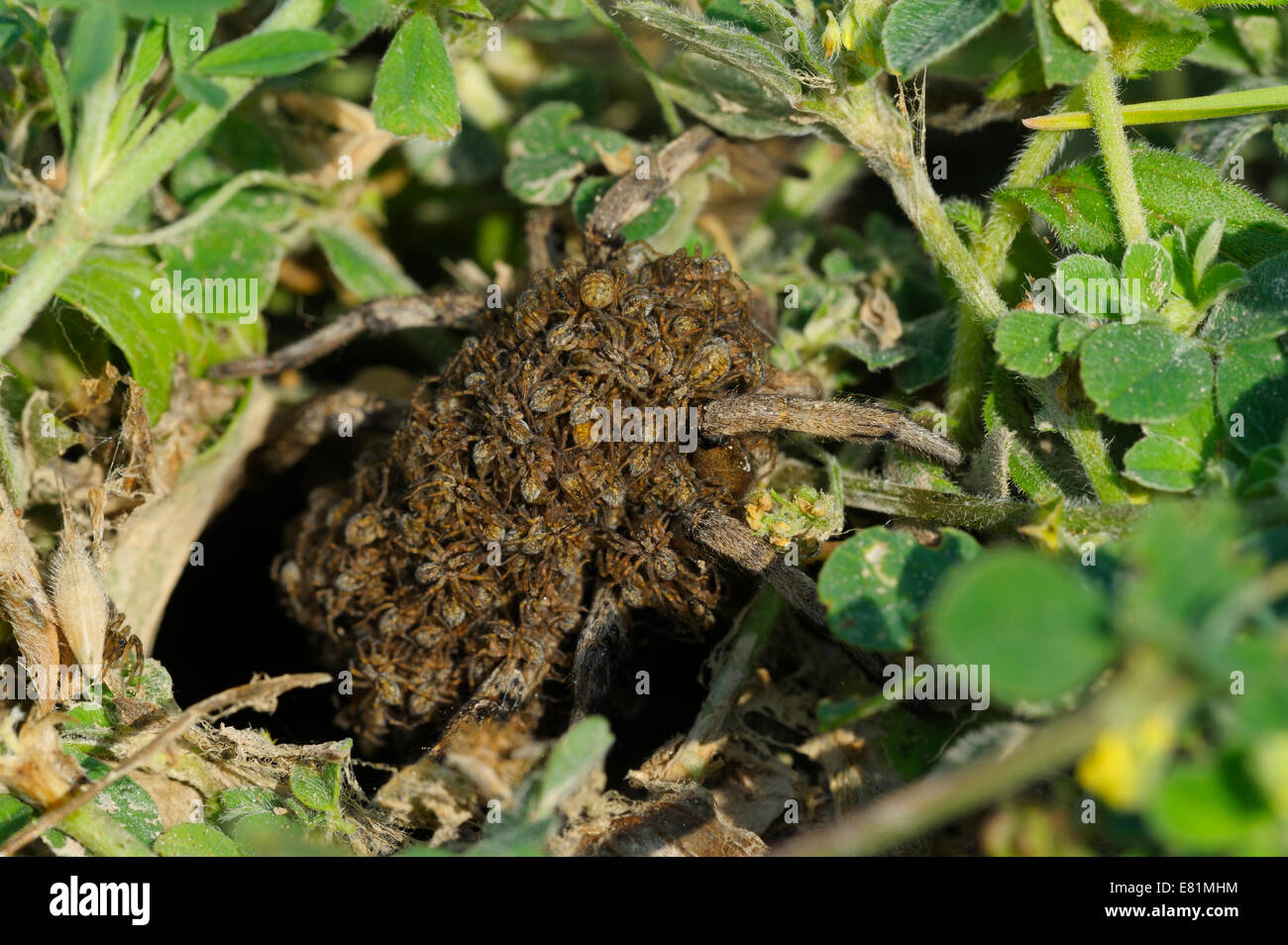 South Russian Tarantula (Lycosa singoriensis) carrying spiderlings on the back, Bulgaria Stock Photo