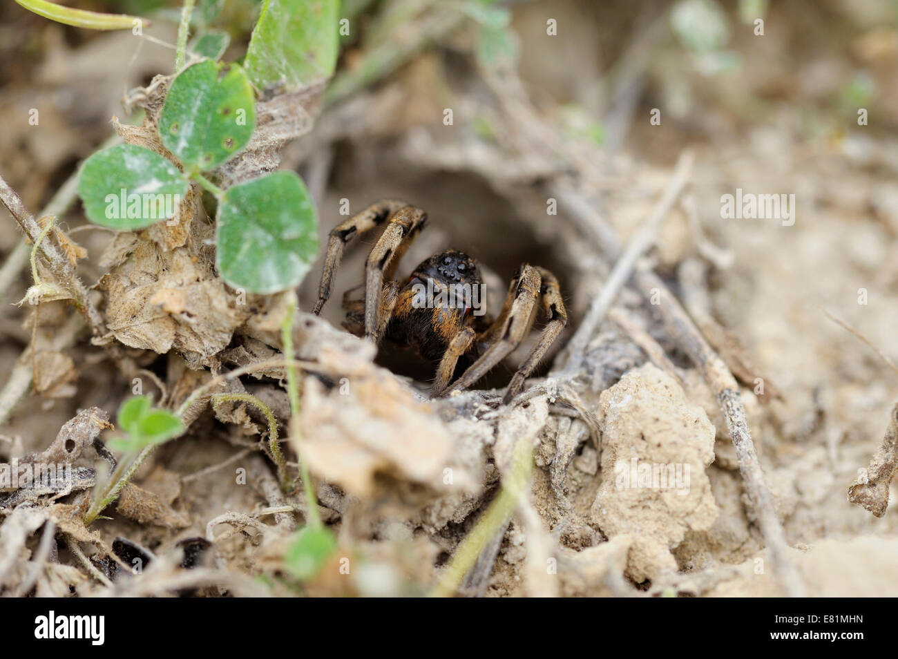 South Russian Tarantula (Lycosa singoriensis) looking out of its hole, Bulgaria Stock Photo