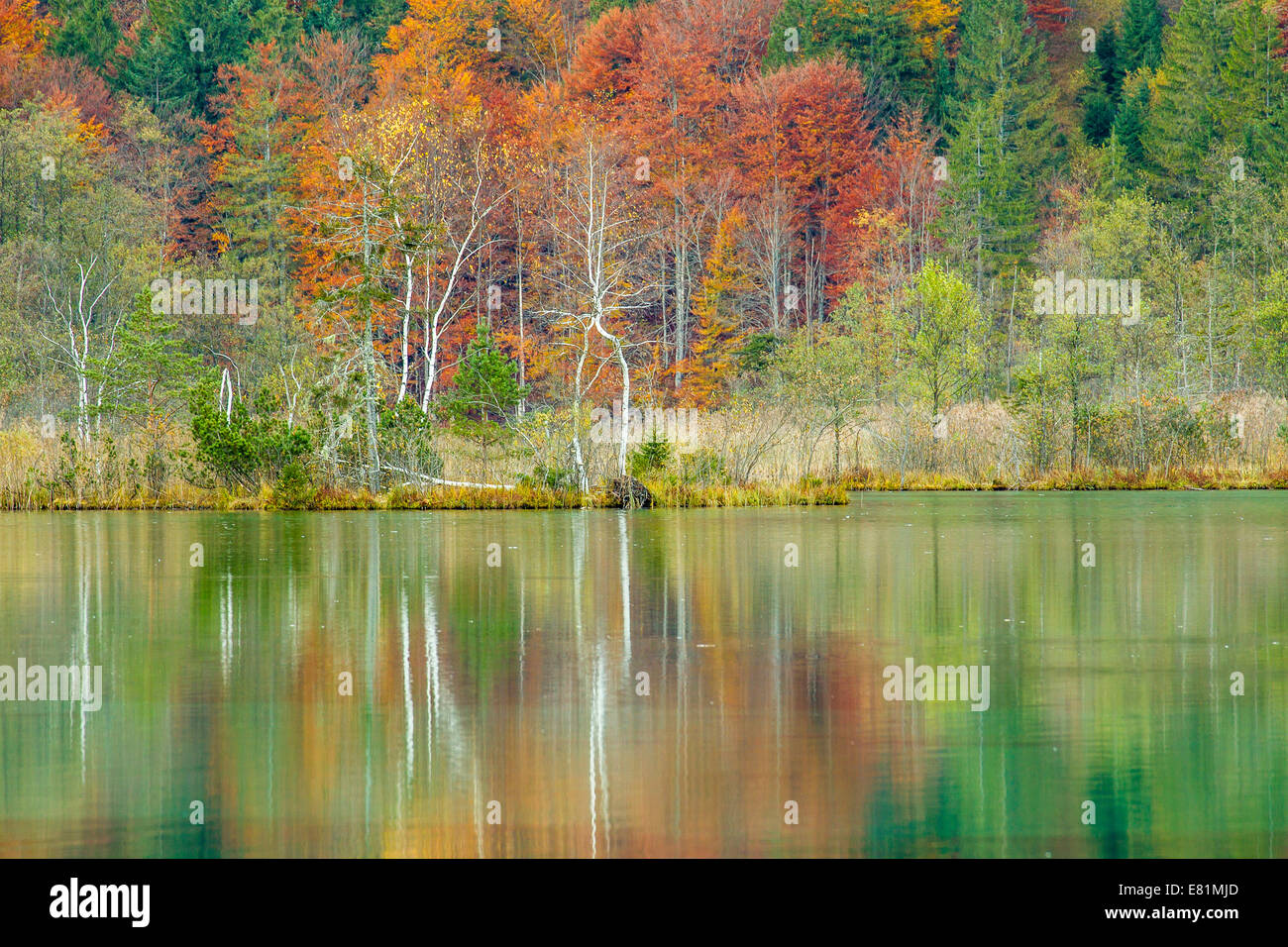 Autumn forest with its reflection in Almsee lake, Grünau im Almtal, Upper Austria, Austria Stock Photo