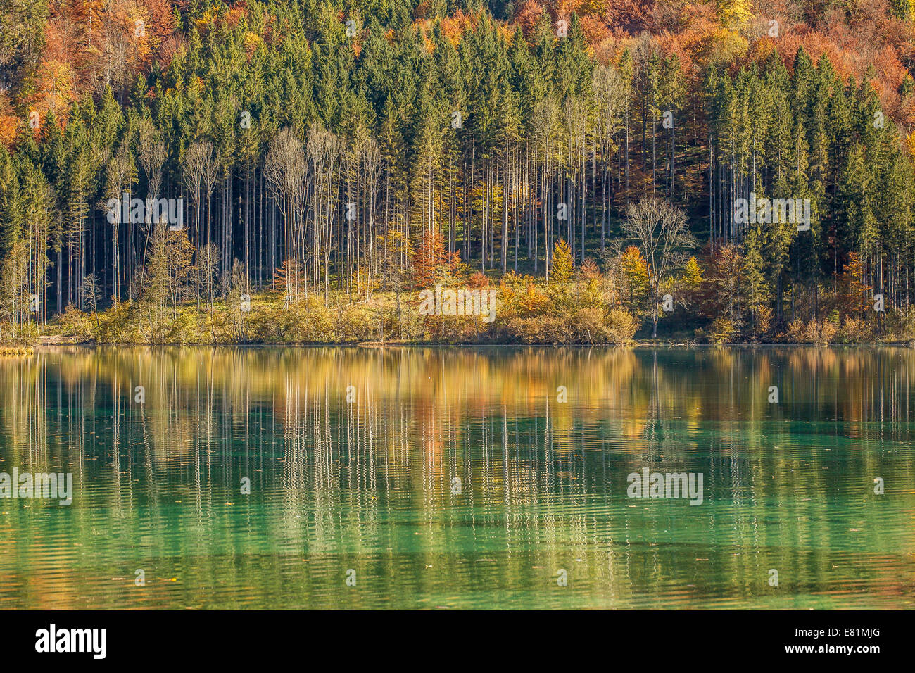 Autumn forest with its reflection in Almsee lake, Grünau im Almtal, Upper Austria, Austria Stock Photo