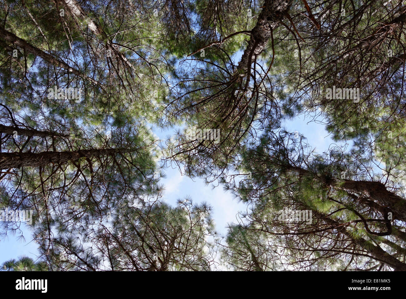Pine forest, Canary Island Pines (Pinus canariensis), La Palma, Canary Islands, Spain Stock Photo