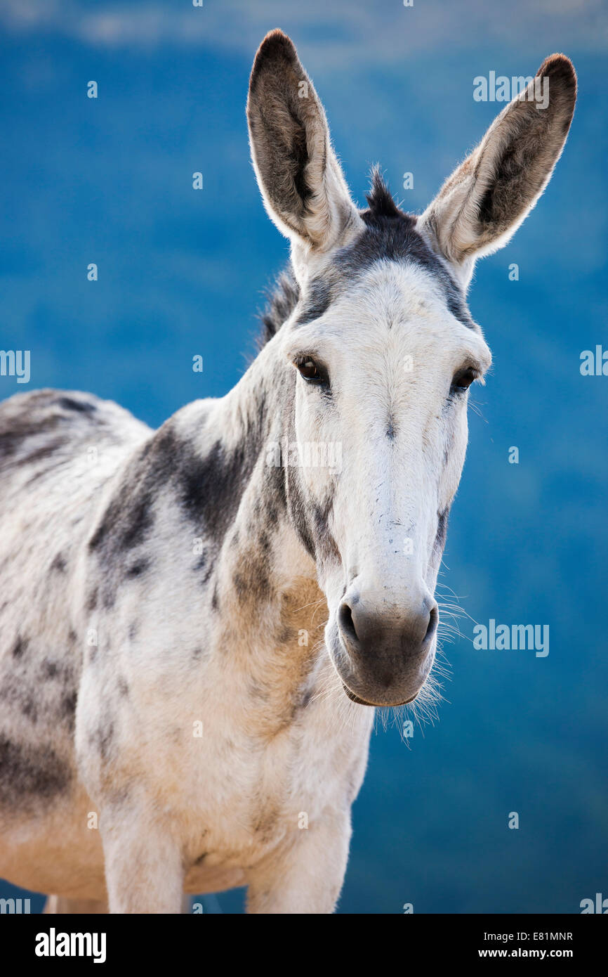Andalusian giant donkey crossbreed, North Tyrol, Austria Stock Photo