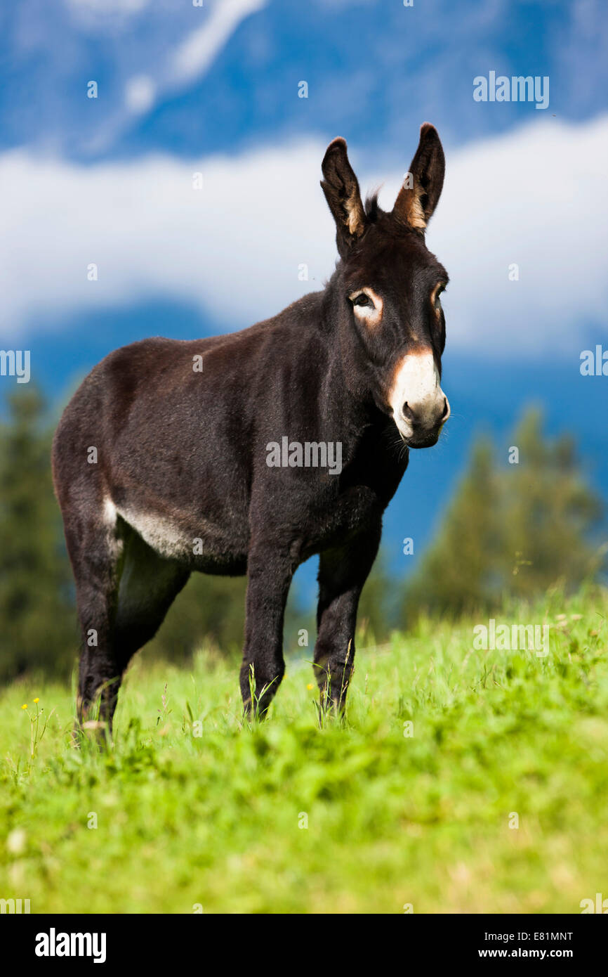Donkey, half-breed, standing on a meadow, North Tyrol, Austria Stock Photo
