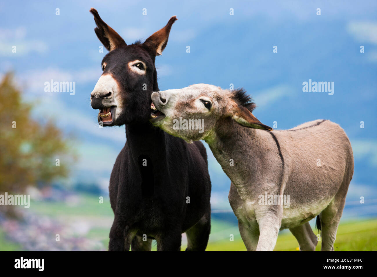 Donkeys, half-breeds, playing together, North Tyrol, Austria Stock Photo