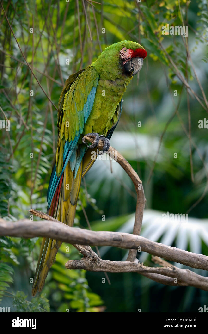 Great green macaw (Ara ambiguus), Bali, Indonesia Stock Photo