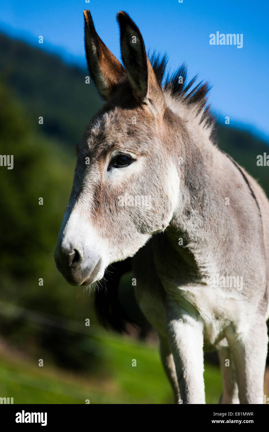 Donkey, half-breed, yearling, North Tyrol, Austria Stock Photo