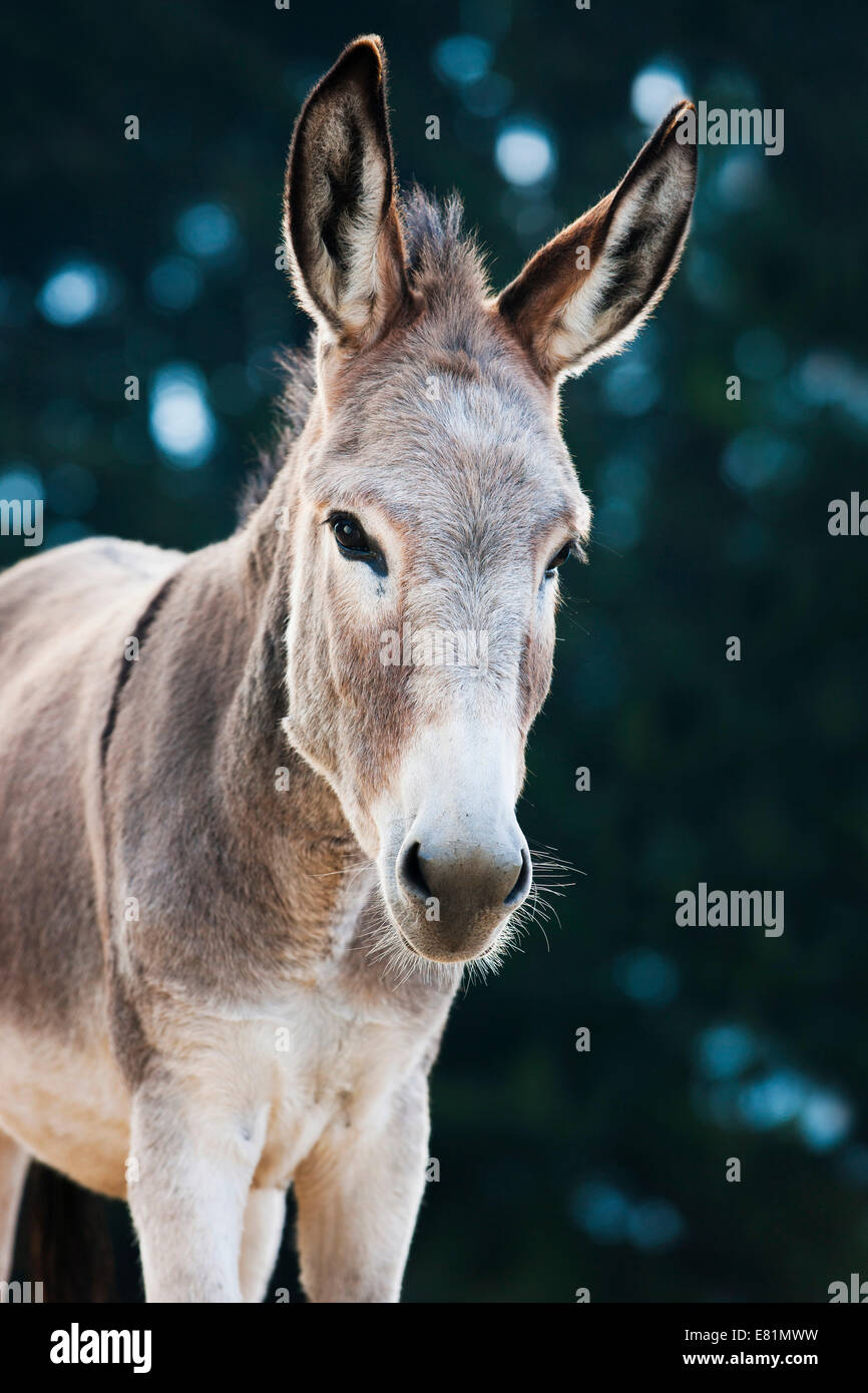 Donkey, half-breed, yearling, North Tyrol, Austria Stock Photo