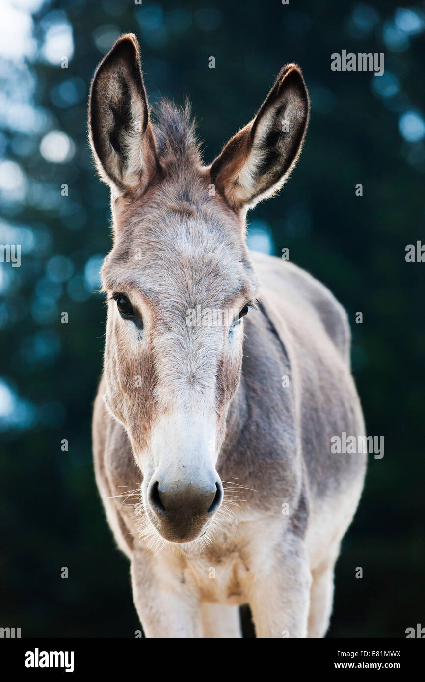 Donkey, half-breed, yearling, North Tyrol, Austria Stock Photo