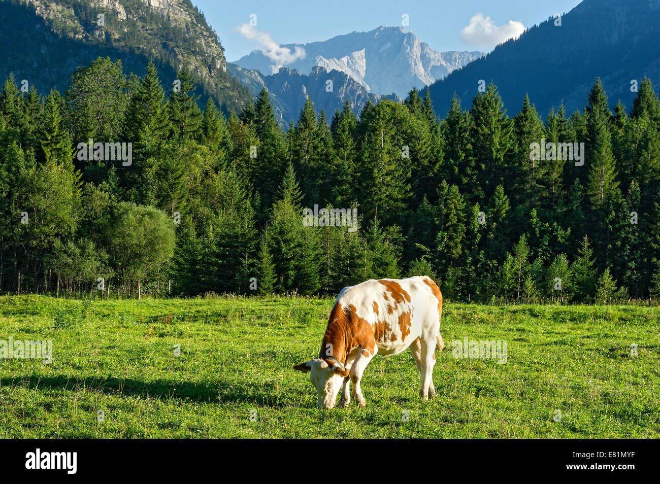 Cow on the pasture, Ettaler Forst, Wetterstein Mountains with Zugspitze Mountain, Upper Bavaria, Bavaria, Germany Stock Photo