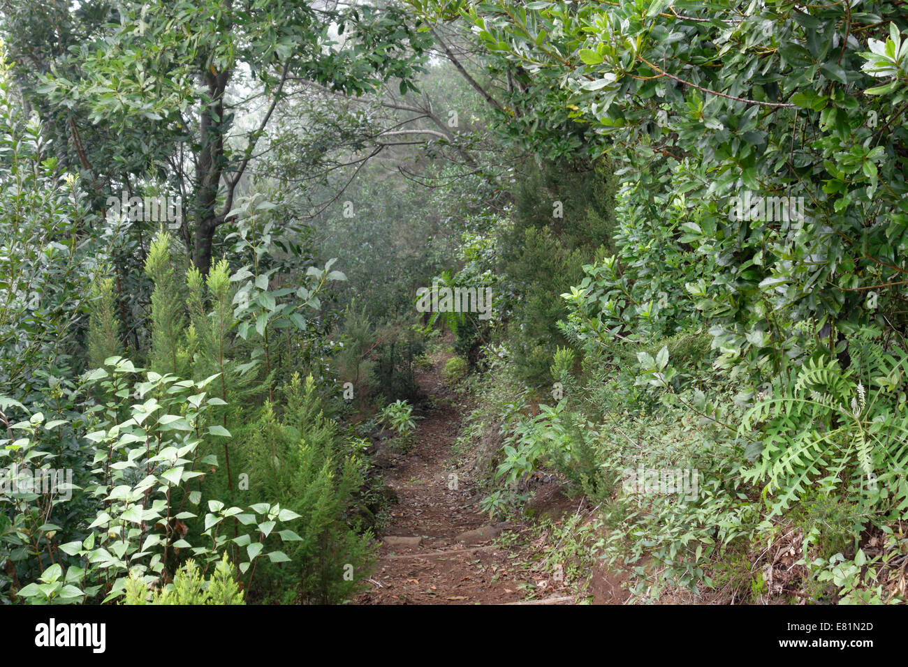Hiking trail in Los Tilos Biosphere Reserve laurel forest near Los Sauces, La Palma, Canary Islands, Spain Stock Photo