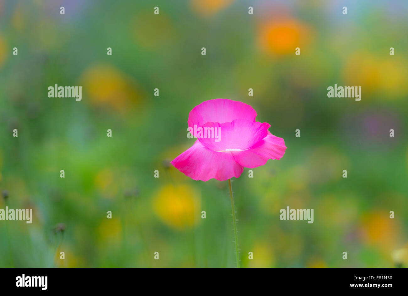 Colourful summer flower meadow, Hesse, Germany Stock Photo