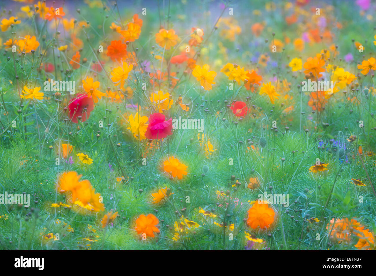 Colourful summer flower meadow, Hesse, Germany Stock Photo