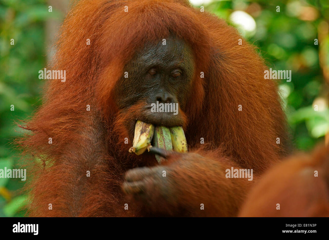 Bornean Orangutan (Pongo pygmaeus), Tanjung Puting National Park, Central Kalimantan, Borneo, Indonesia Stock Photo