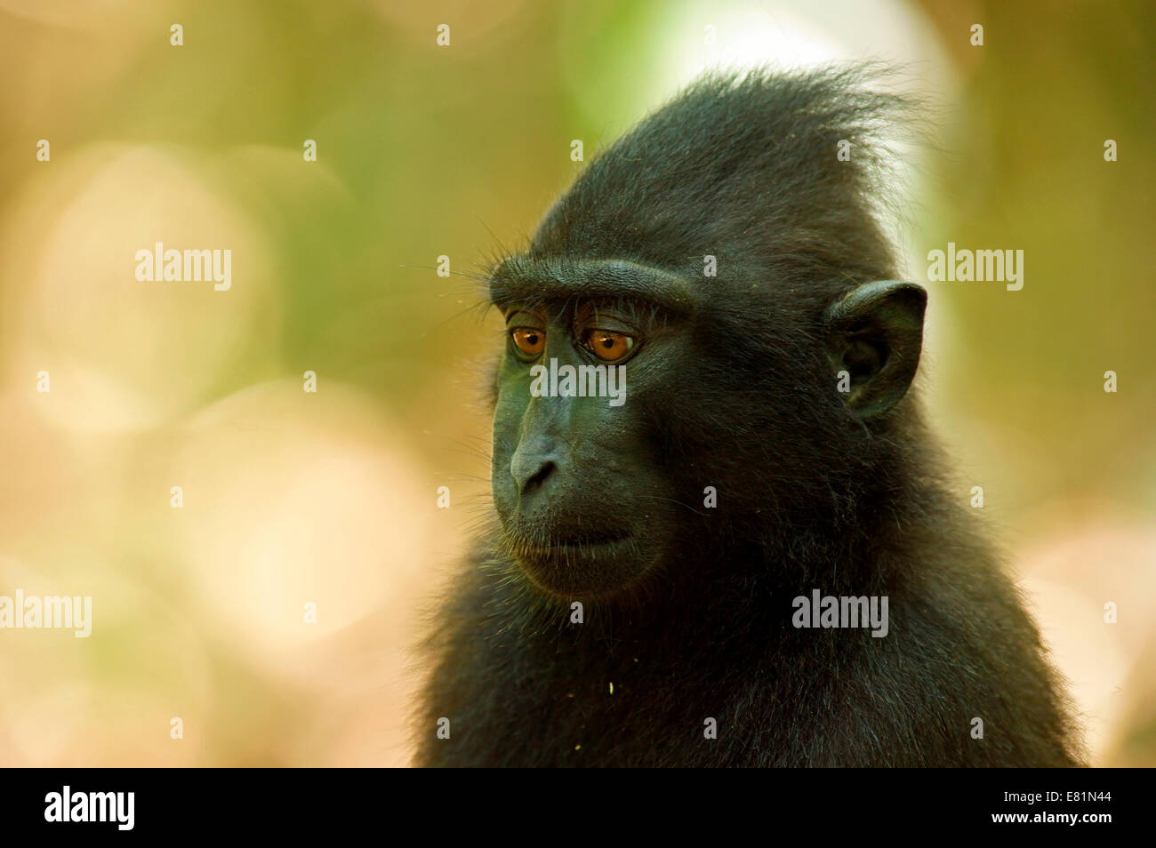 Celebes Crested Macaque (Macaca nigra), Tangkoko National Park, Sulawesi, Indonesia Stock Photo