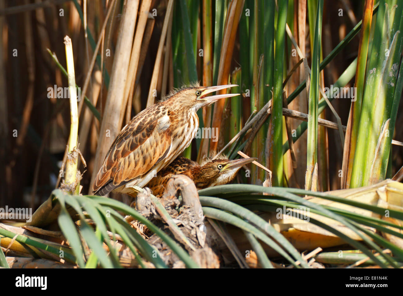 Little Bitterns (Ixobrychus minutus), two juvenile birds at the reed edge, Kühnauer See lake, Dessau-Rosslau, Saxony-Anhalt Stock Photo