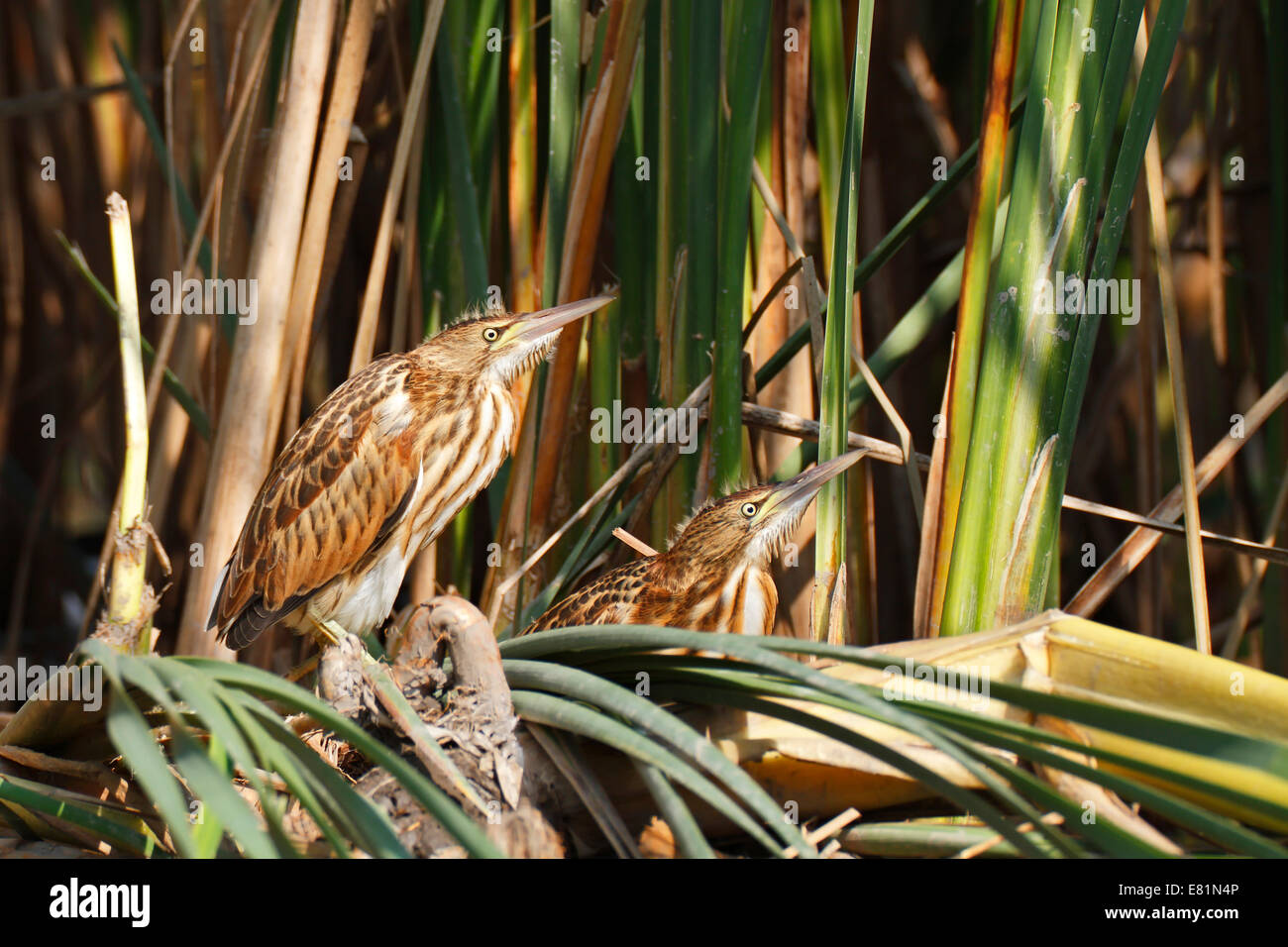 Little Bitterns (Ixobrychus minutus), two juvenile birds at the reed edge, Kühnauer See lake, Dessau-Rosslau, Saxony-Anhalt Stock Photo