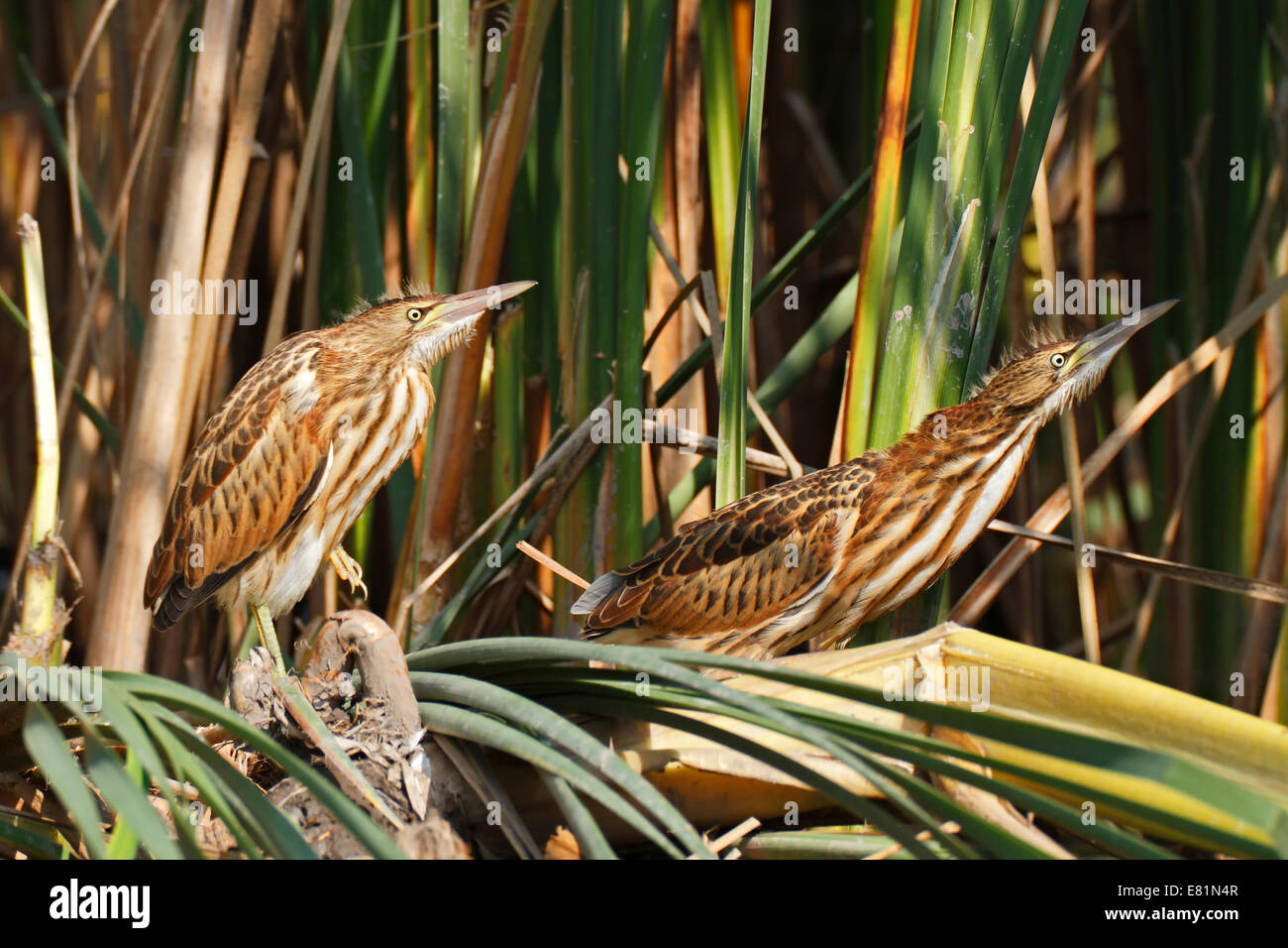 Little Bitterns (Ixobrychus minutus), two juvenile birds at the reed edge, Kühnauer See lake, Dessau-Rosslau, Saxony-Anhalt Stock Photo