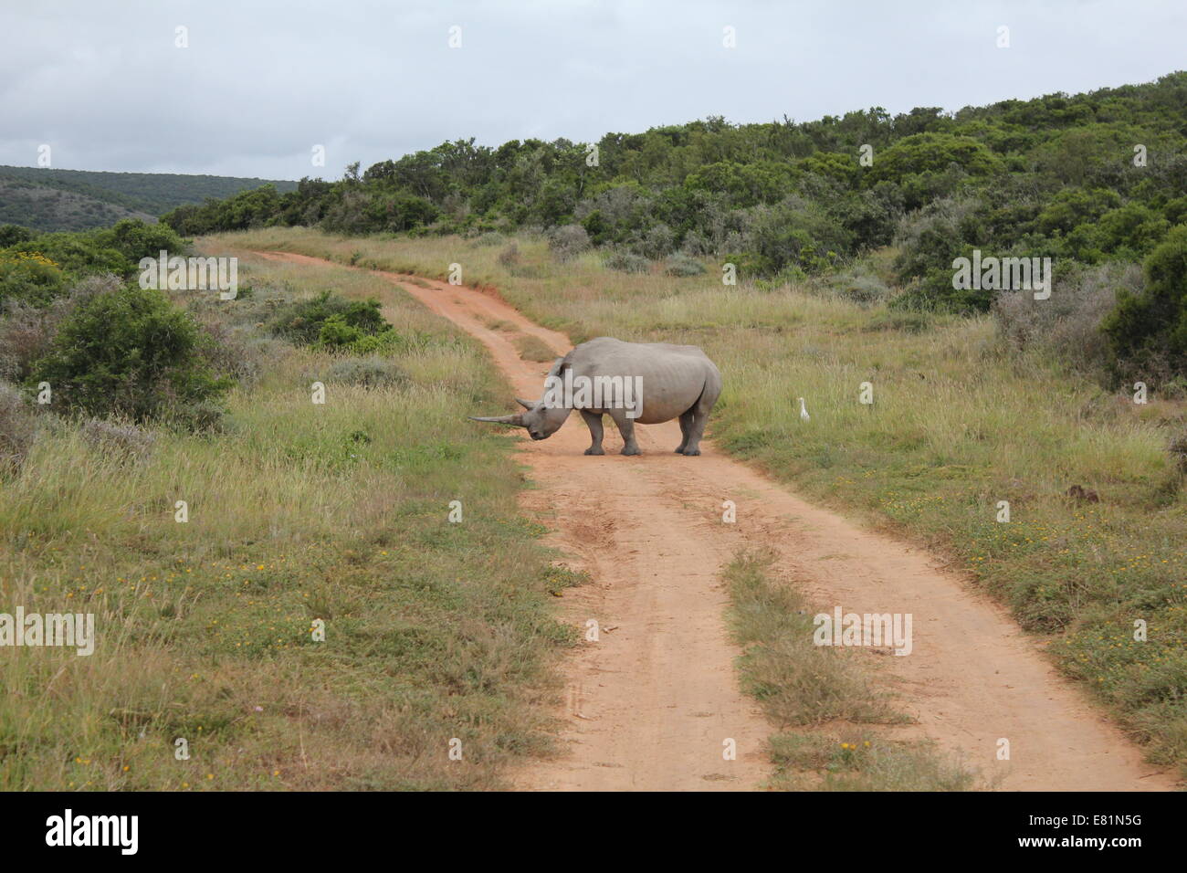 Long Horned White Rhino Blocking road Stock Photo