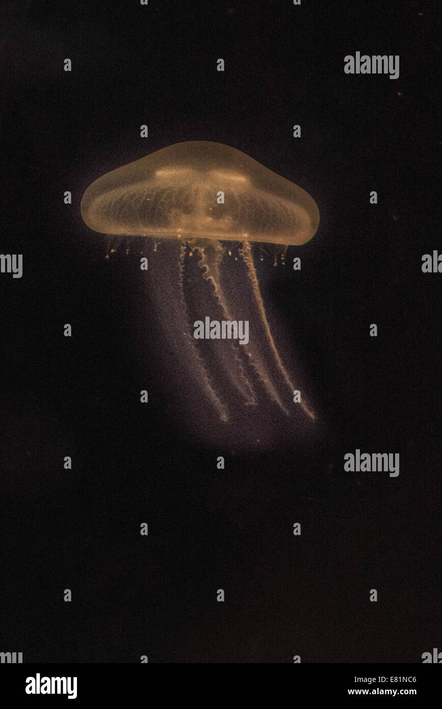 Moon Jellyfish (Aurelia aurita) in coloured light, captive Stock Photo