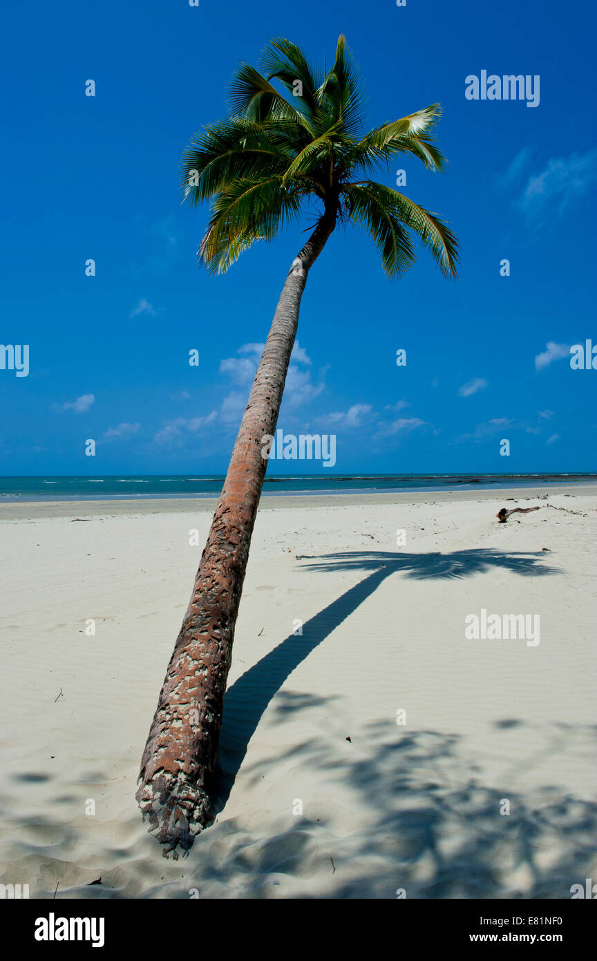 Indian beach tree hires stock photography and images Alamy
