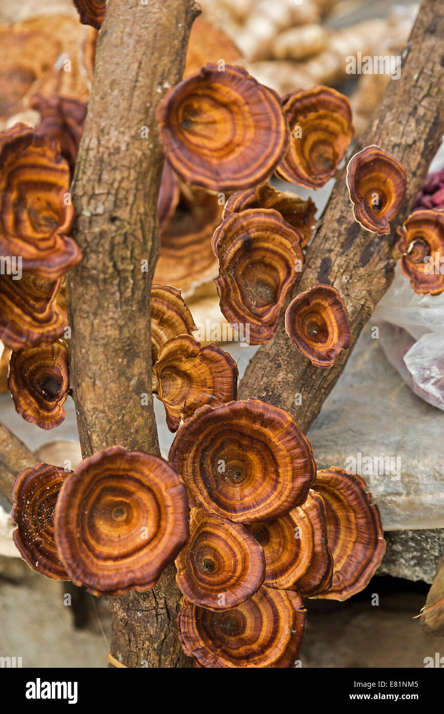 Reishi Mushrooms (Ganoderma lucidum), also mushroom of immortality, Chiang Rai province, Thailand Stock Photo