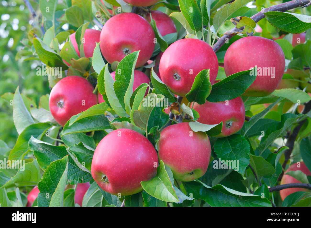 Red apples, Braeburn cultivar, Baden-Württemberg, Germany Stock Photo