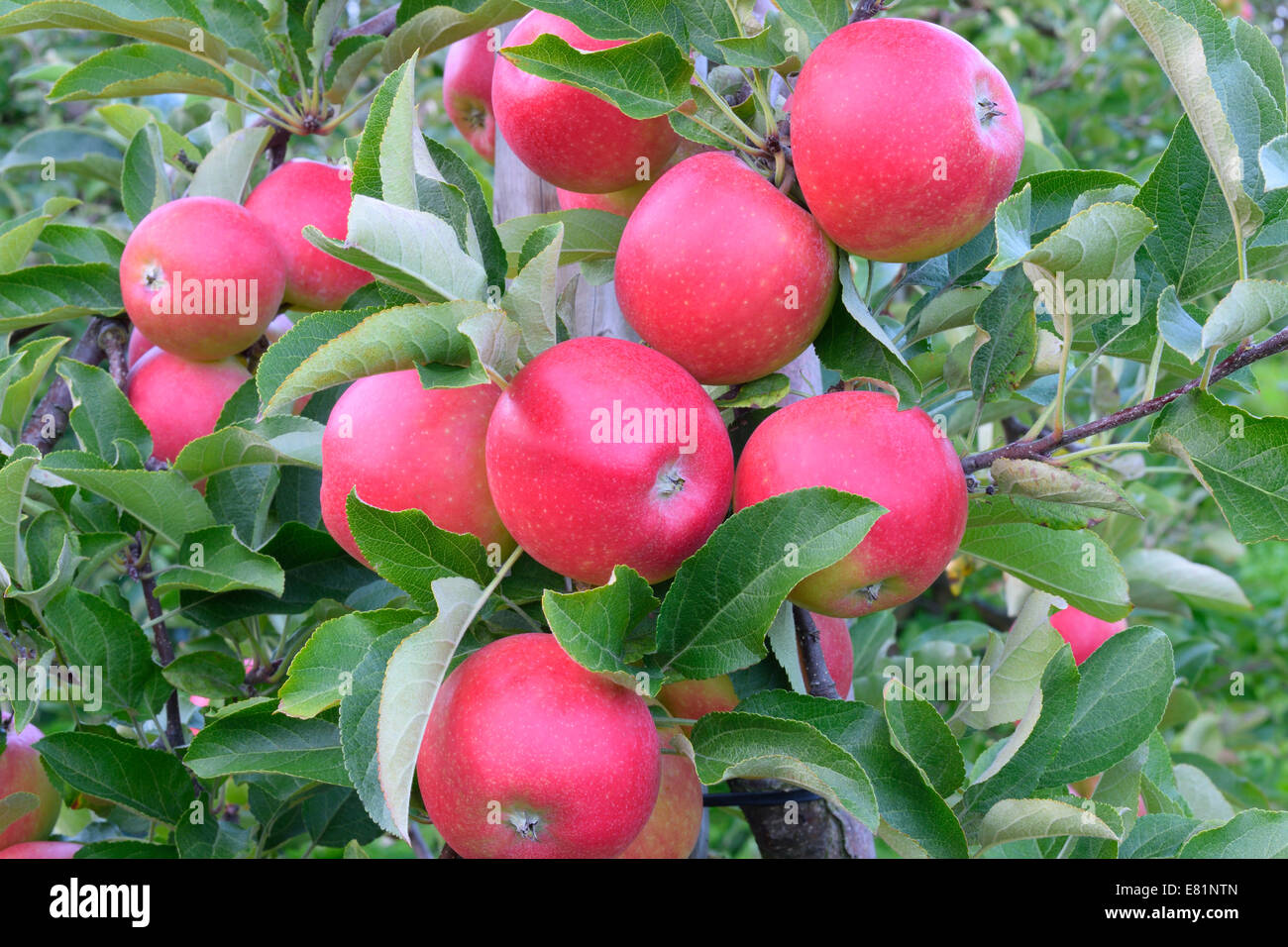 Red apples, Braeburn cultivar, Baden-Württemberg, Germany Stock Photo