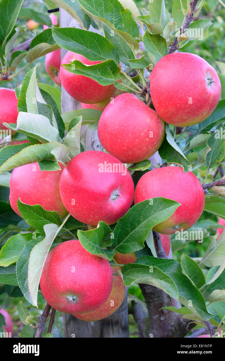 Red apples, Braeburn cultivar, Baden-Württemberg, Germany Stock Photo